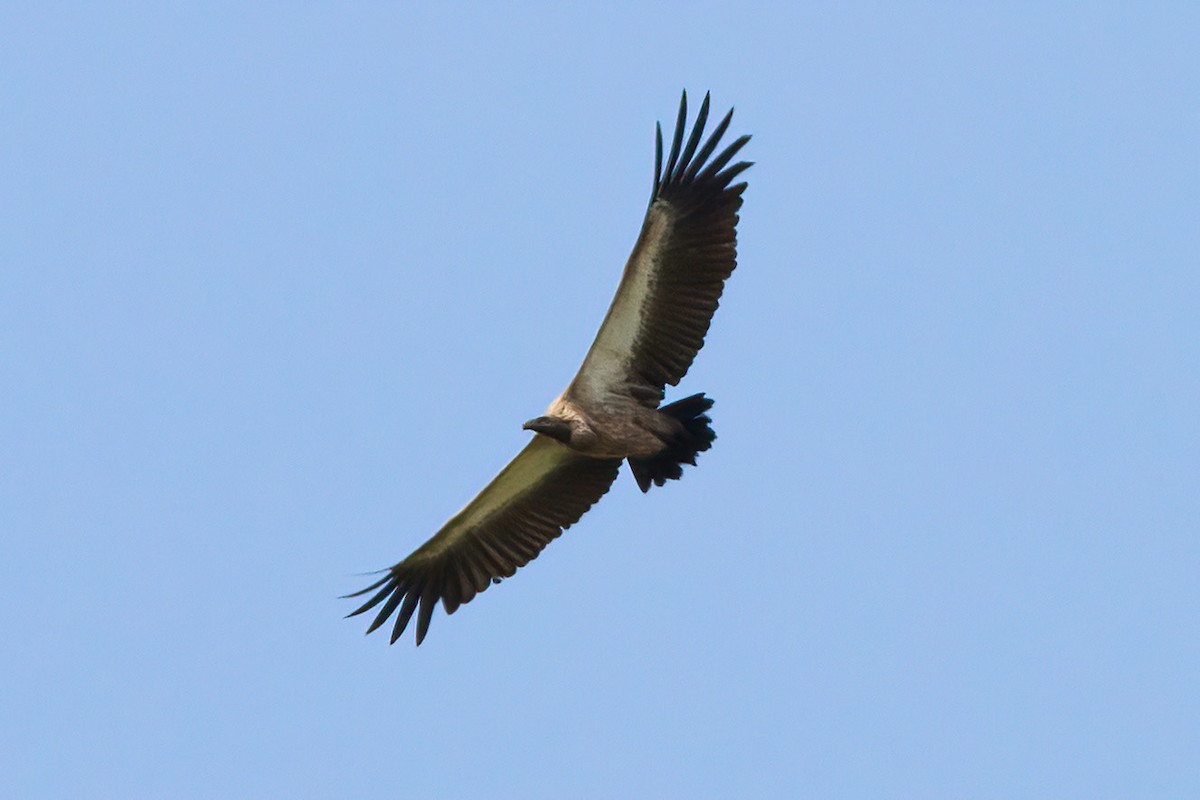 White-backed Vulture - Dave Curtis