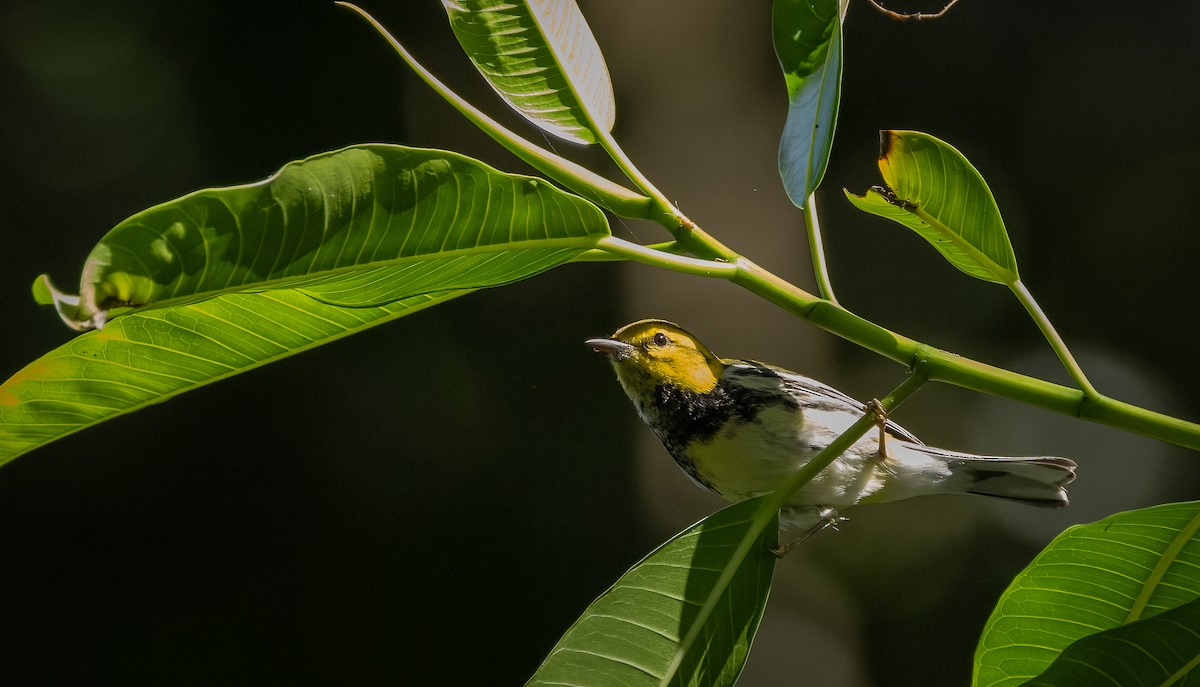 Black-throated Green Warbler - Richard  Davis