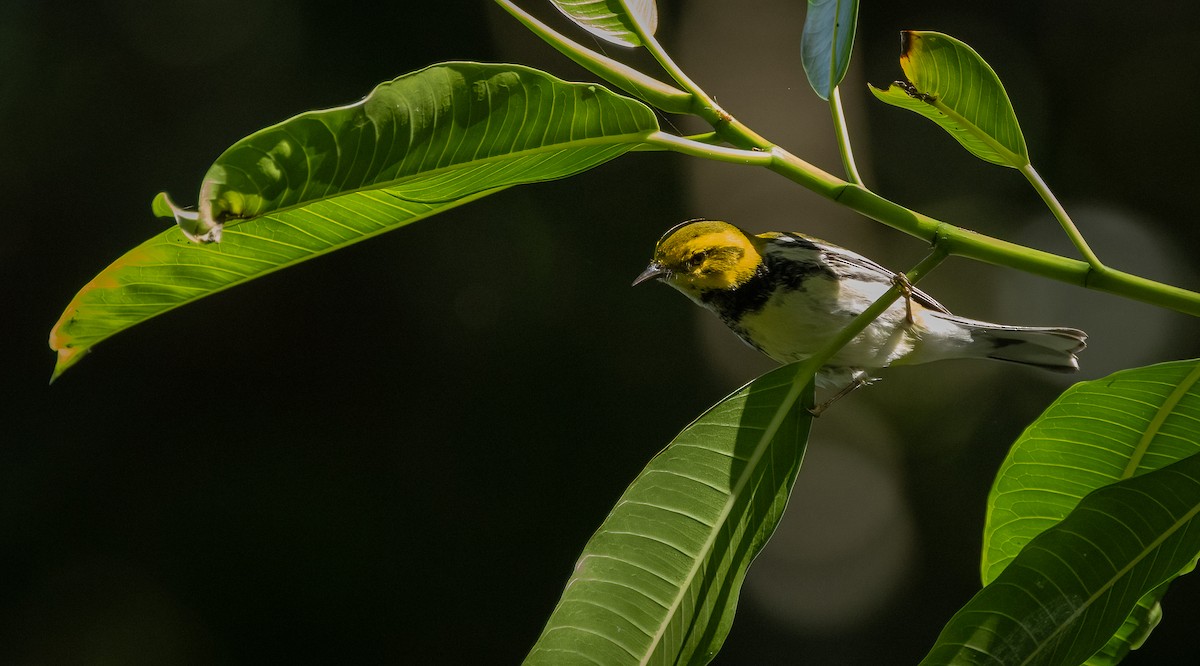 Black-throated Green Warbler - Richard  Davis