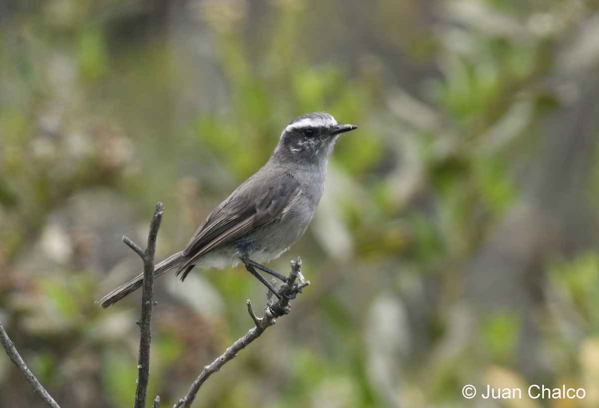 White-browed Chat-Tyrant - ML614556519