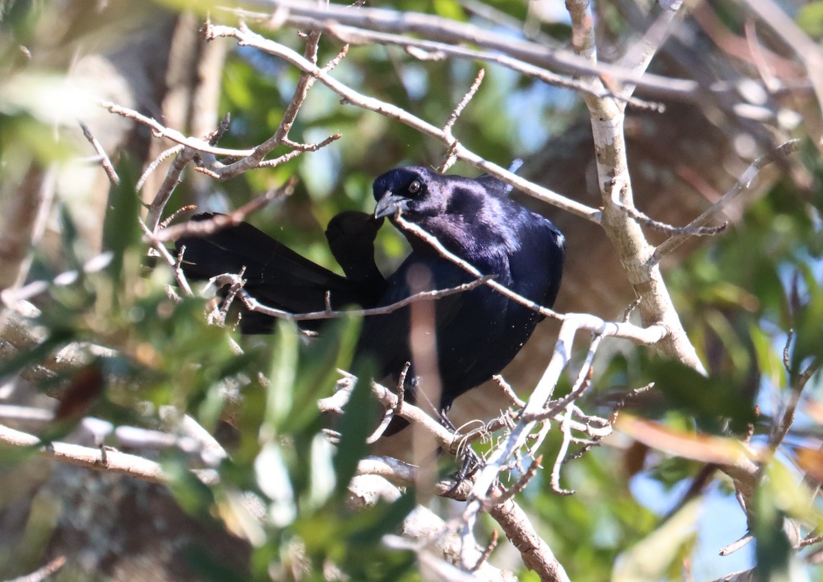 Boat-tailed Grackle - ML614556750