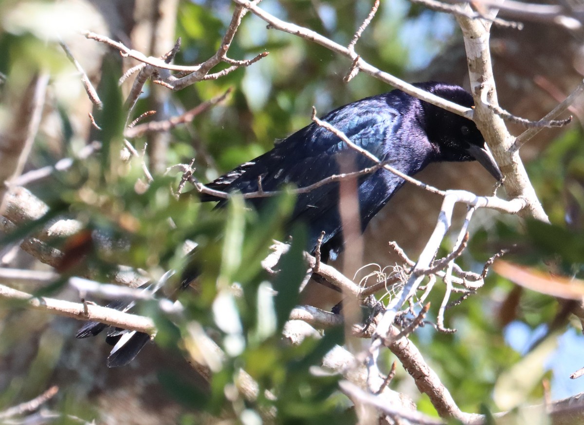 Boat-tailed Grackle - ML614556751