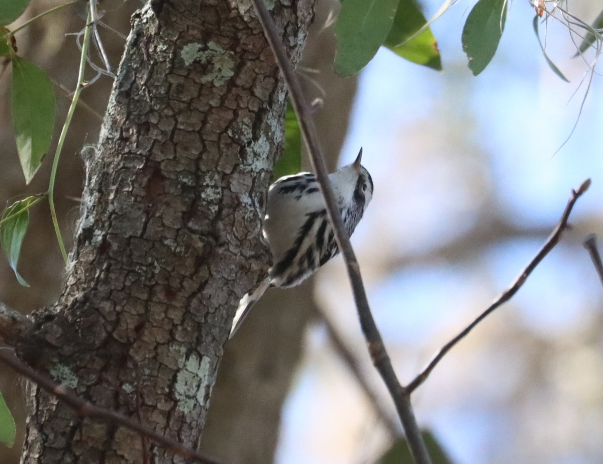 Black-and-white Warbler - ML614556825