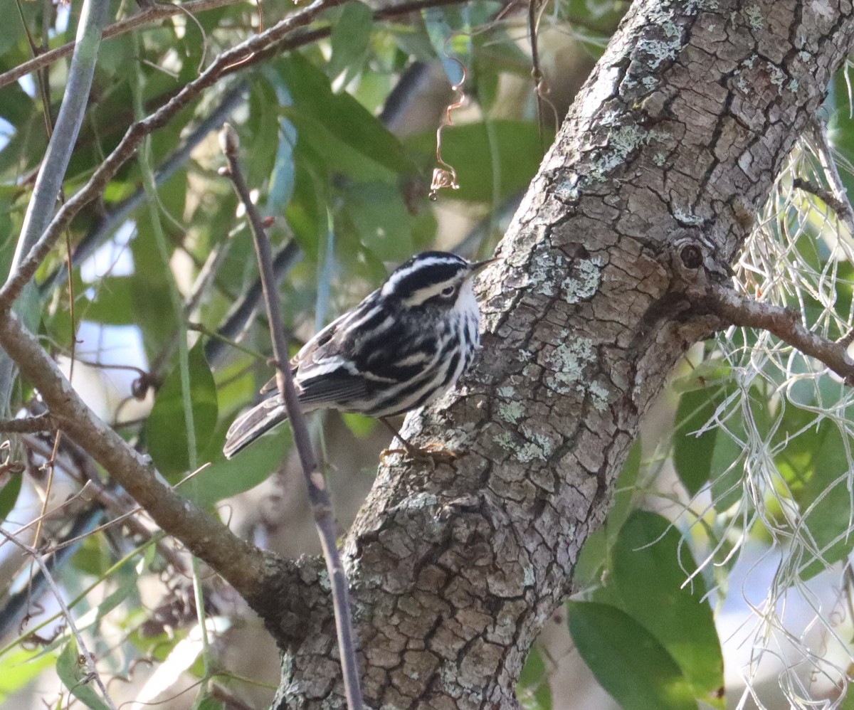 Black-and-white Warbler - ML614556826