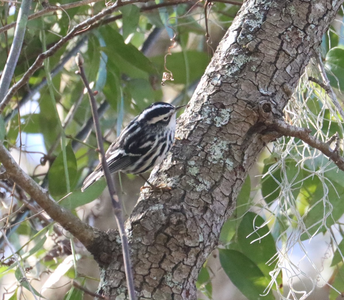 Black-and-white Warbler - ML614556827