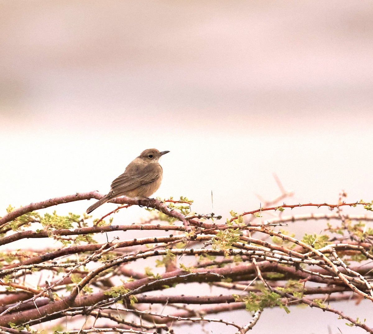 Brown-tailed Chat - ML614556970
