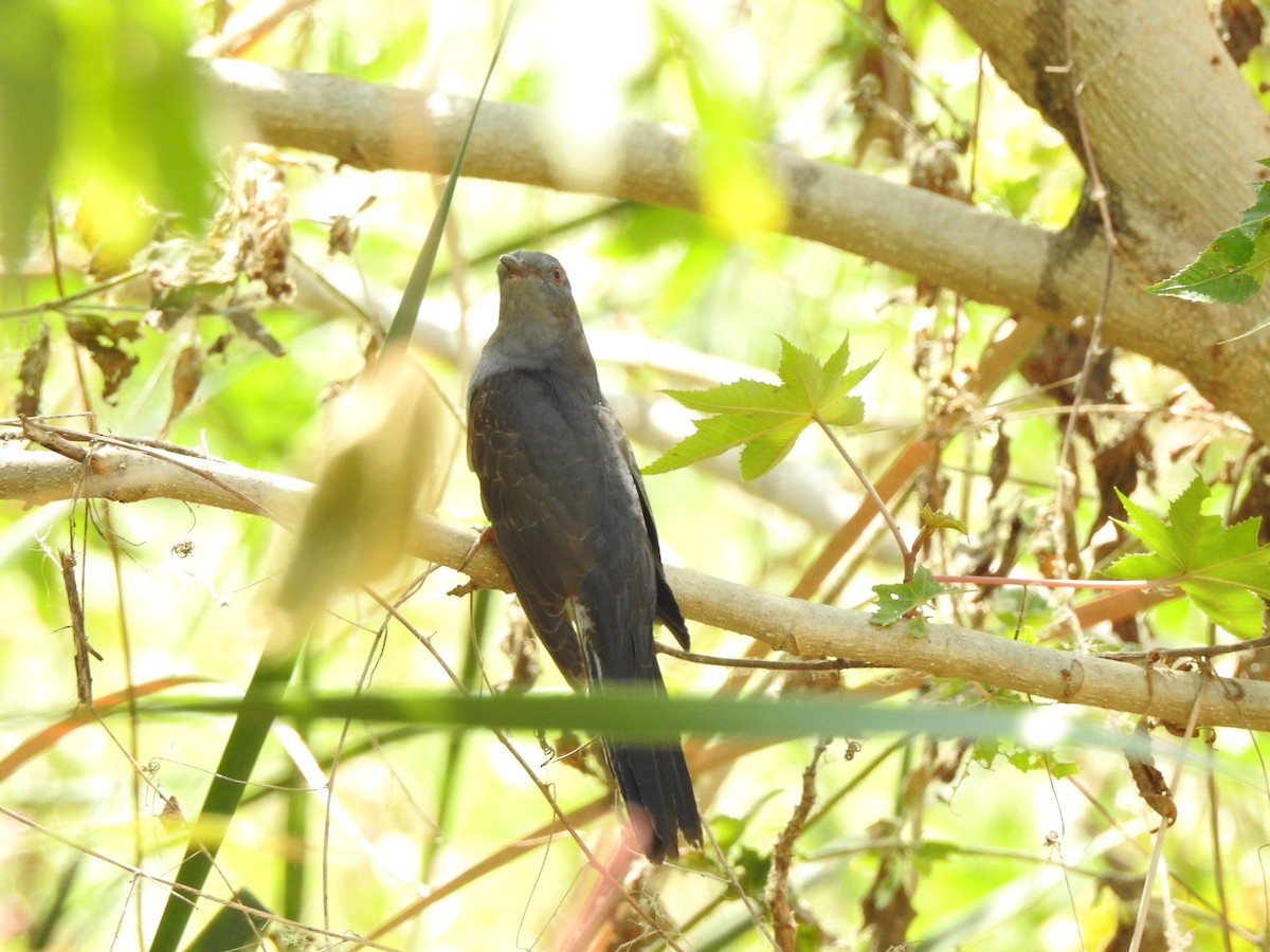Gray-bellied Cuckoo - ML614556975