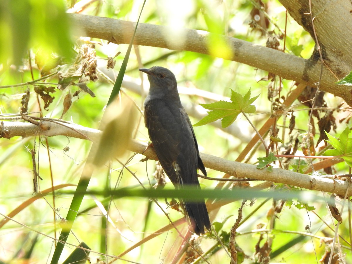 Gray-bellied Cuckoo - Prabhanjan Behera