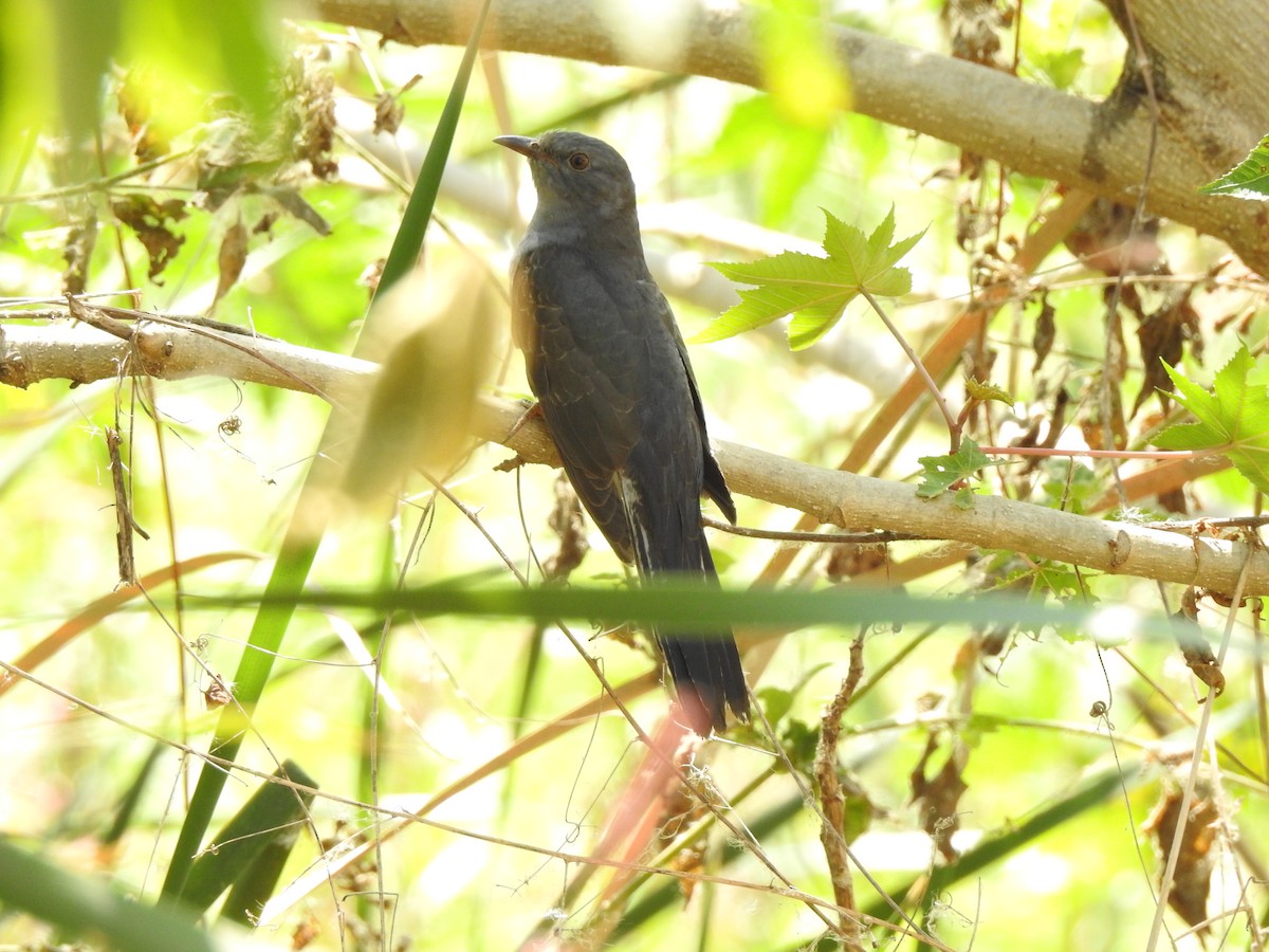 Gray-bellied Cuckoo - Prabhanjan Behera