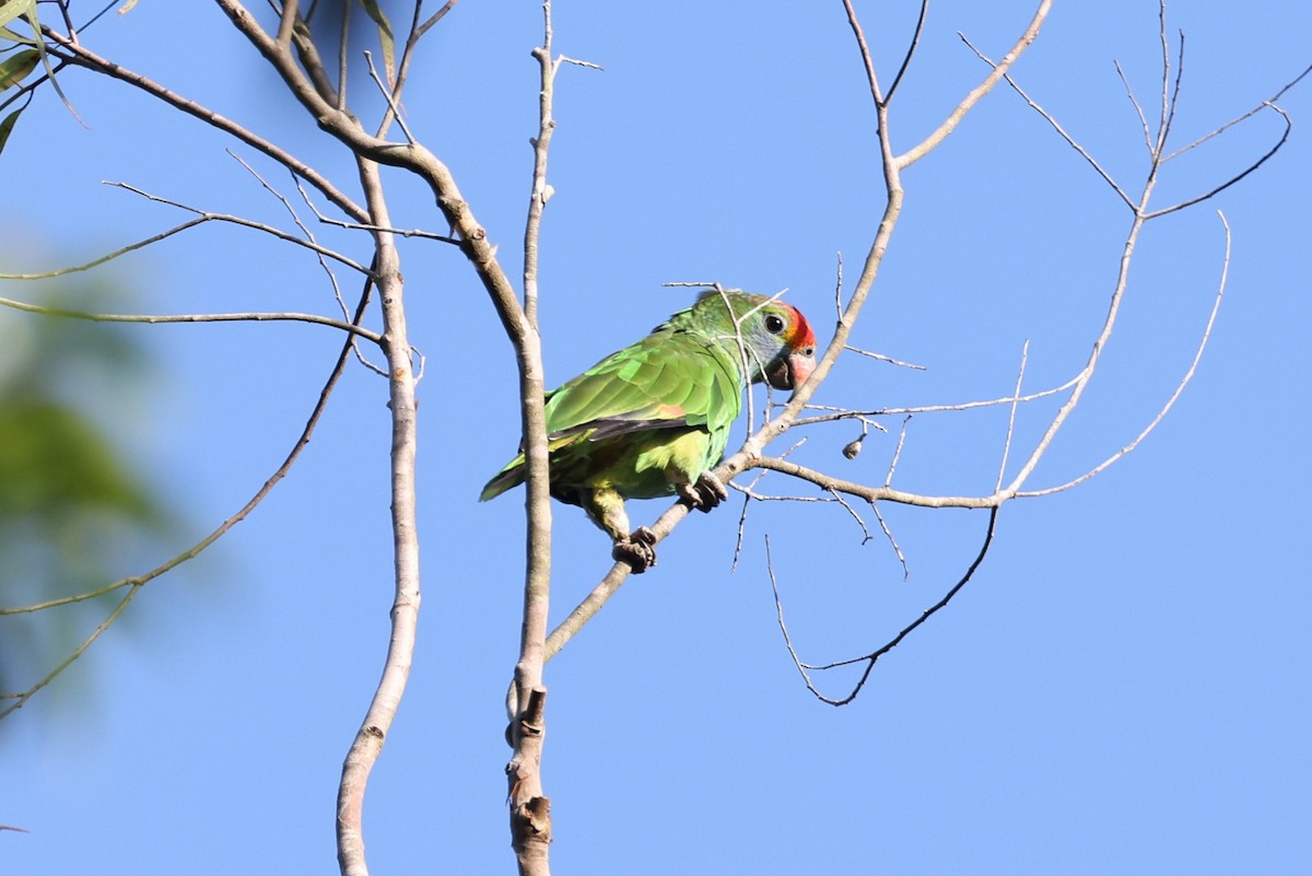 Red-browed Parrot - ML614557195