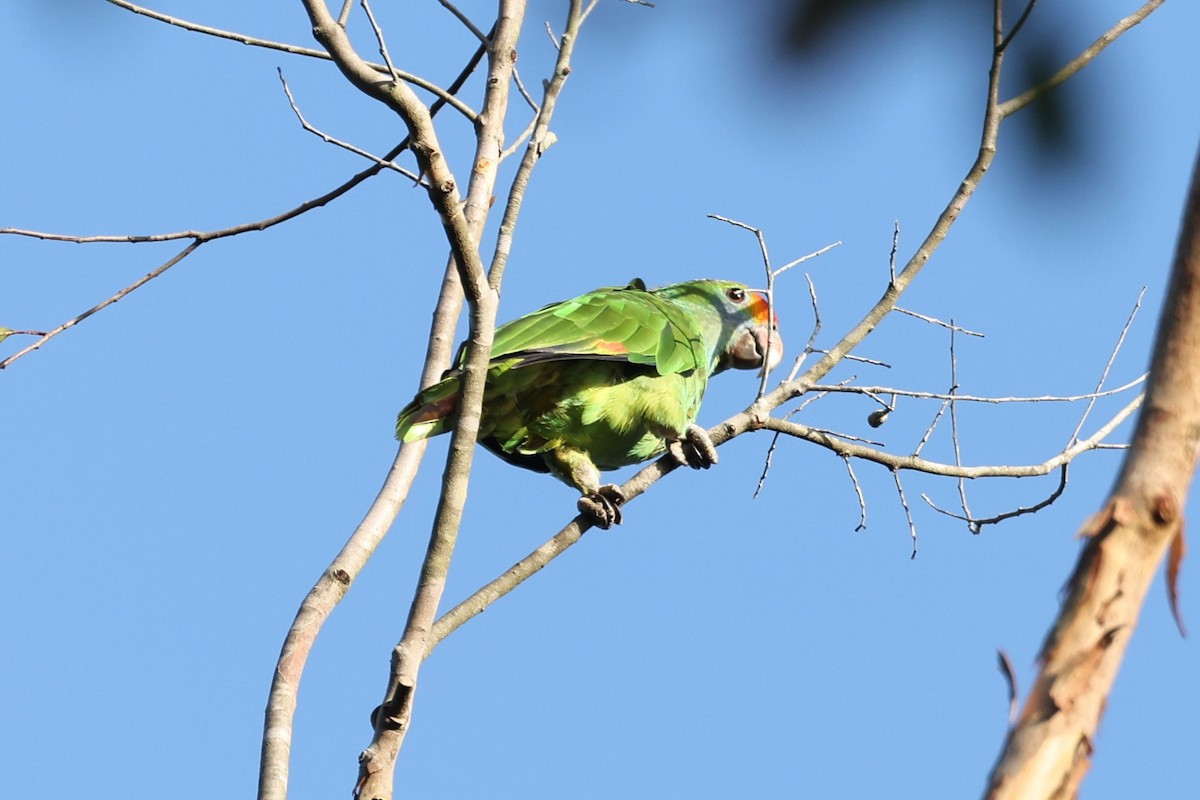 Red-browed Parrot - ML614557197