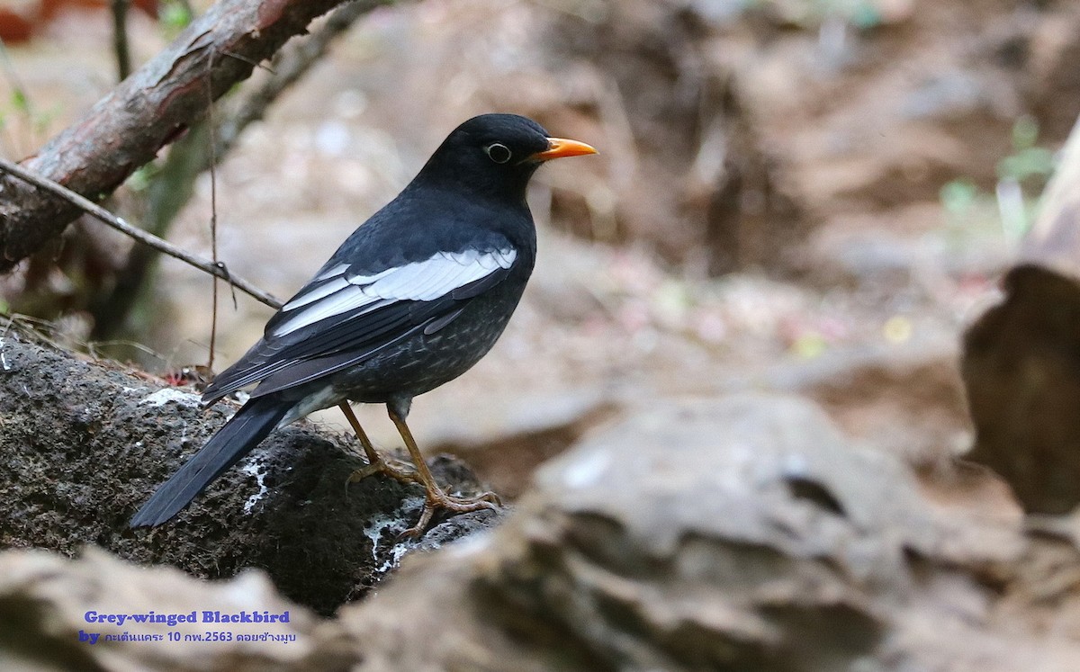 Gray-winged Blackbird - Argrit Boonsanguan