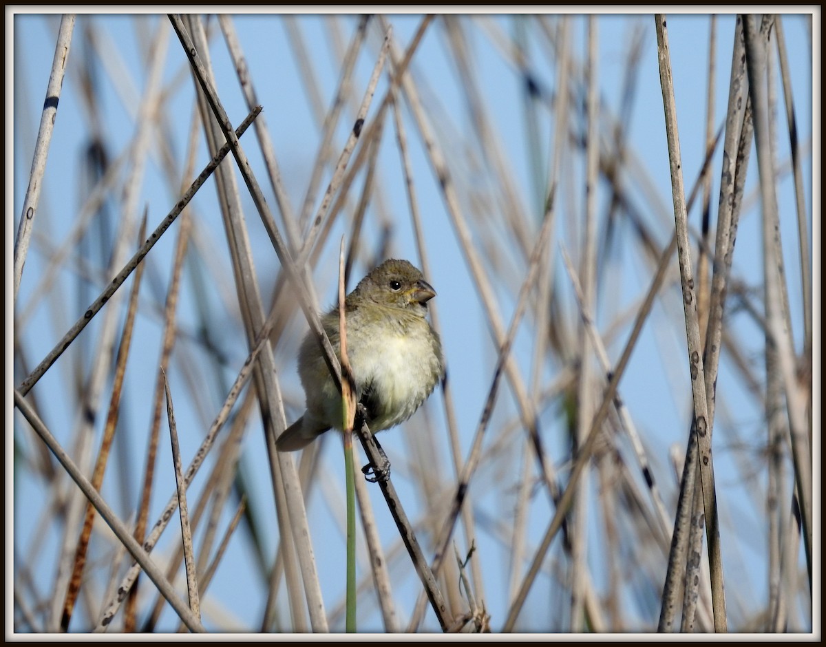 Double-collared Seedeater - ML614558014