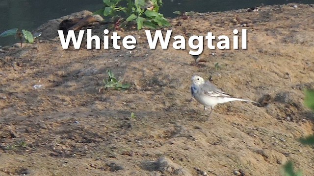 White Wagtail - ML614558211
