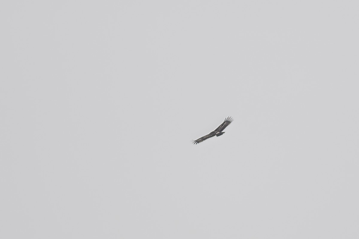 Greater Spotted Eagle - ML614558237