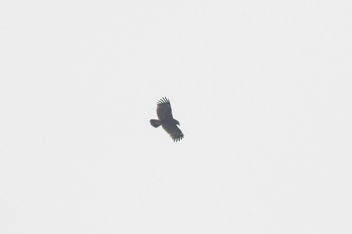 Greater Spotted Eagle - ML614558246