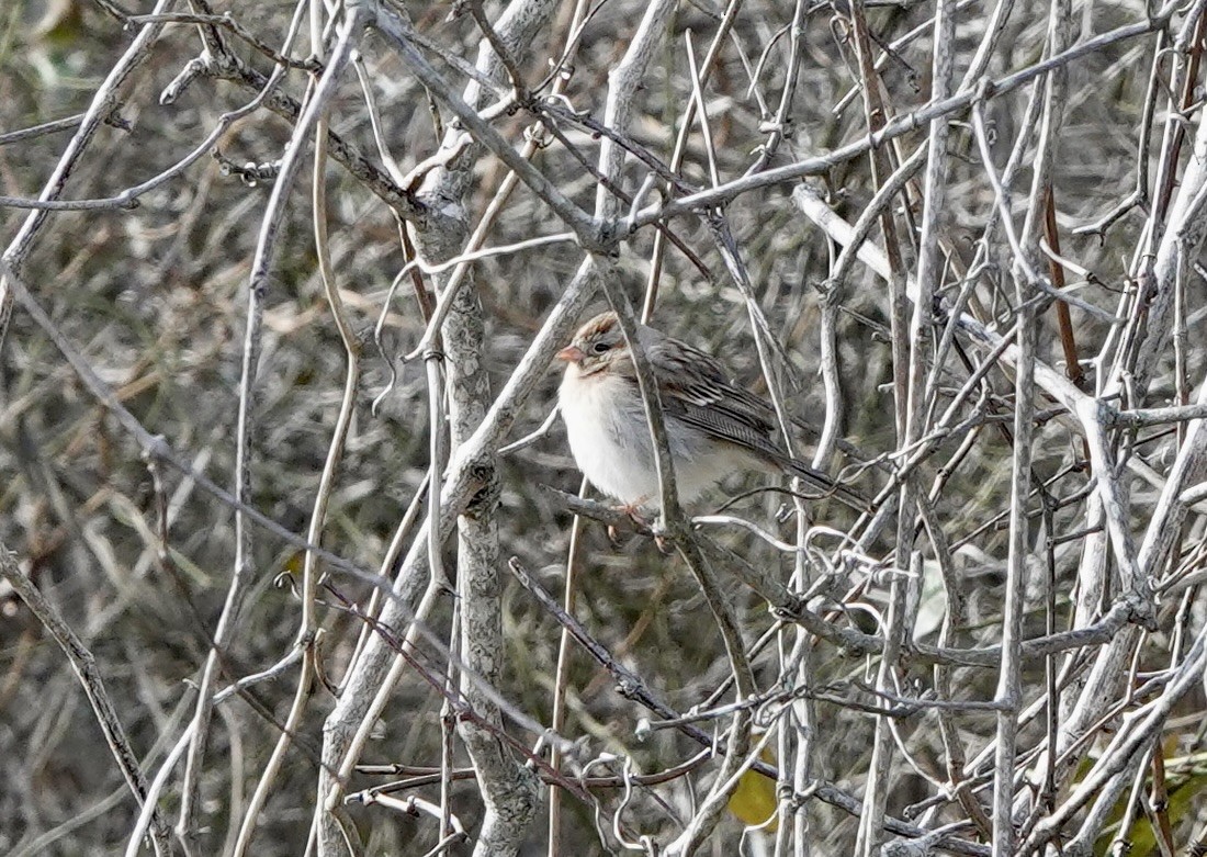 Field Sparrow - ML614558274