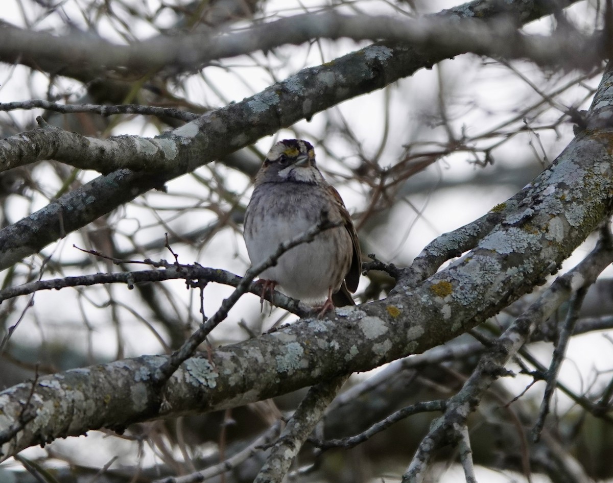 White-throated Sparrow - ML614558284