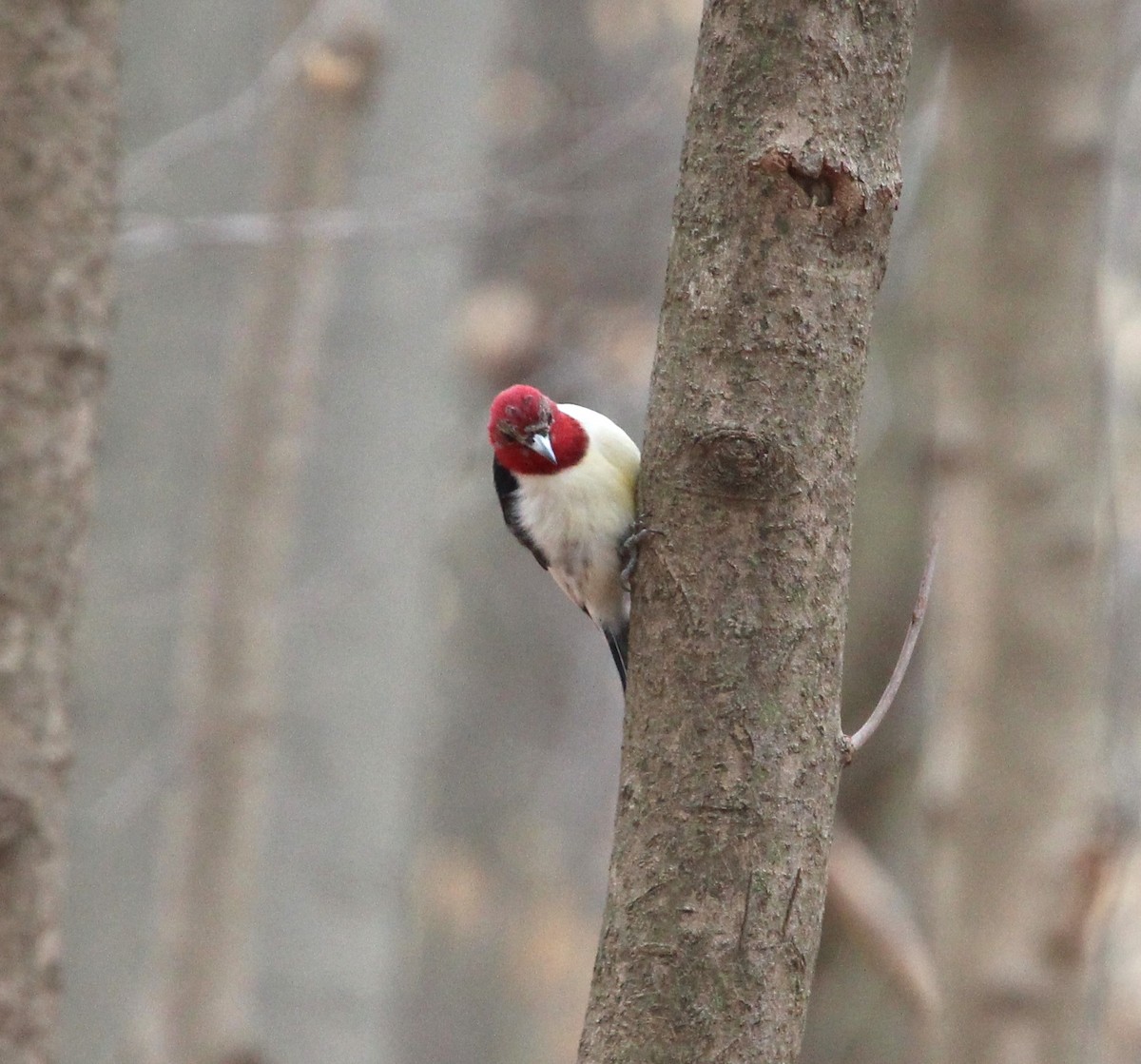 Red-headed Woodpecker - Bradley Anderson