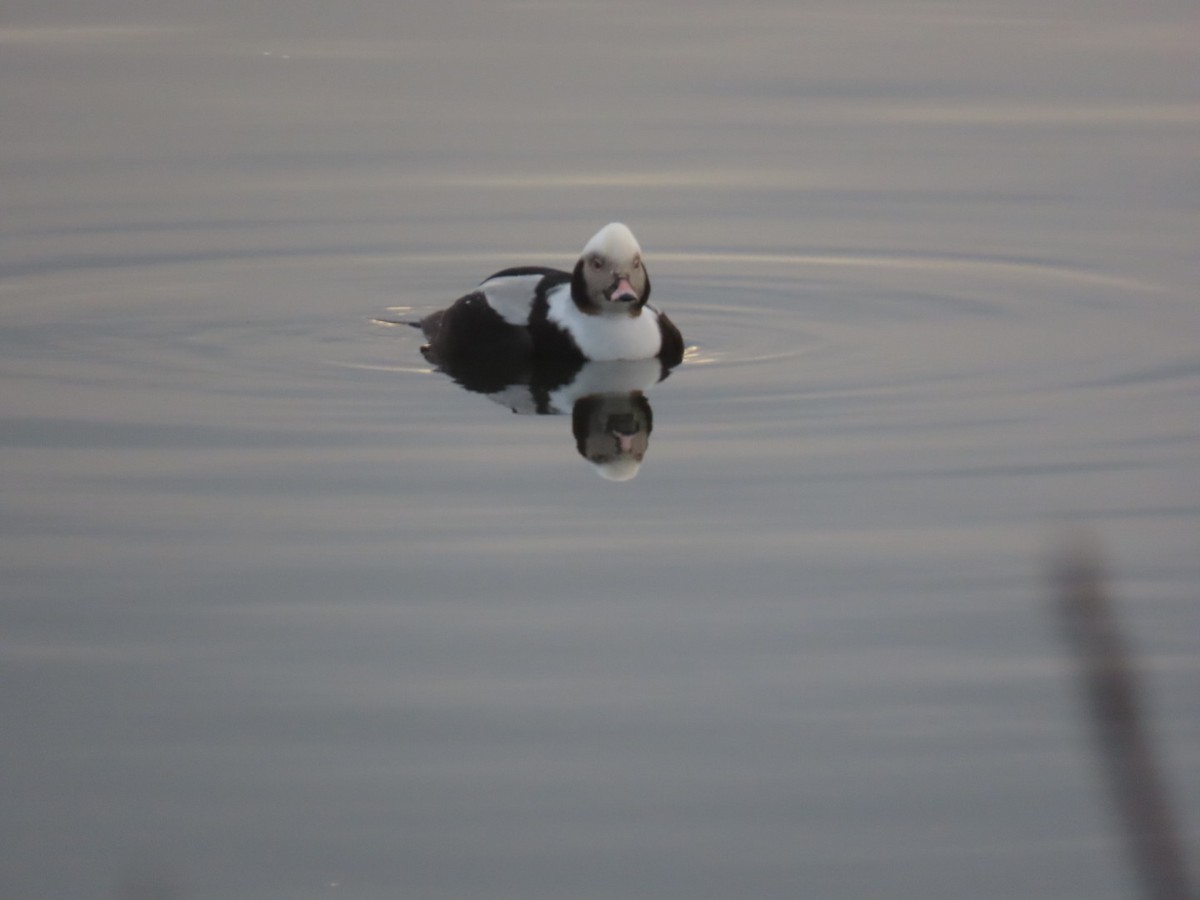 Long-tailed Duck - ML614558595