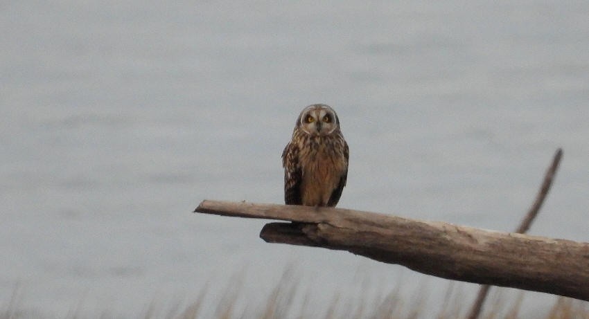 Short-eared Owl - Paul Bowerman