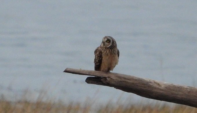 Short-eared Owl - ML614559074