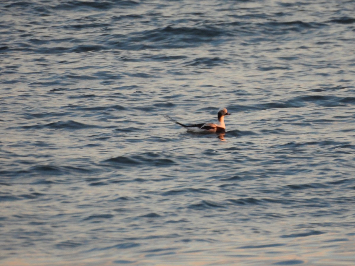 Long-tailed Duck - ML614559222
