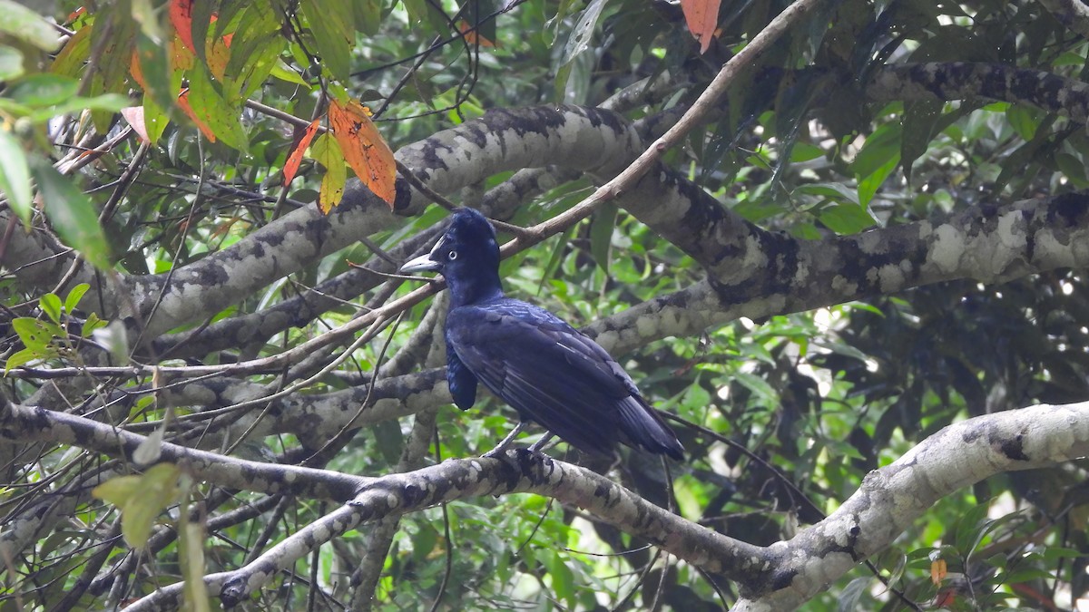 Амазонская зонтичная птица - ML614559253