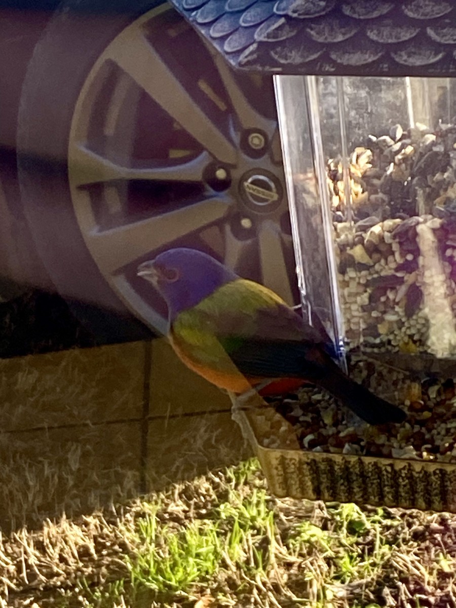 Painted Bunting - ML614559302