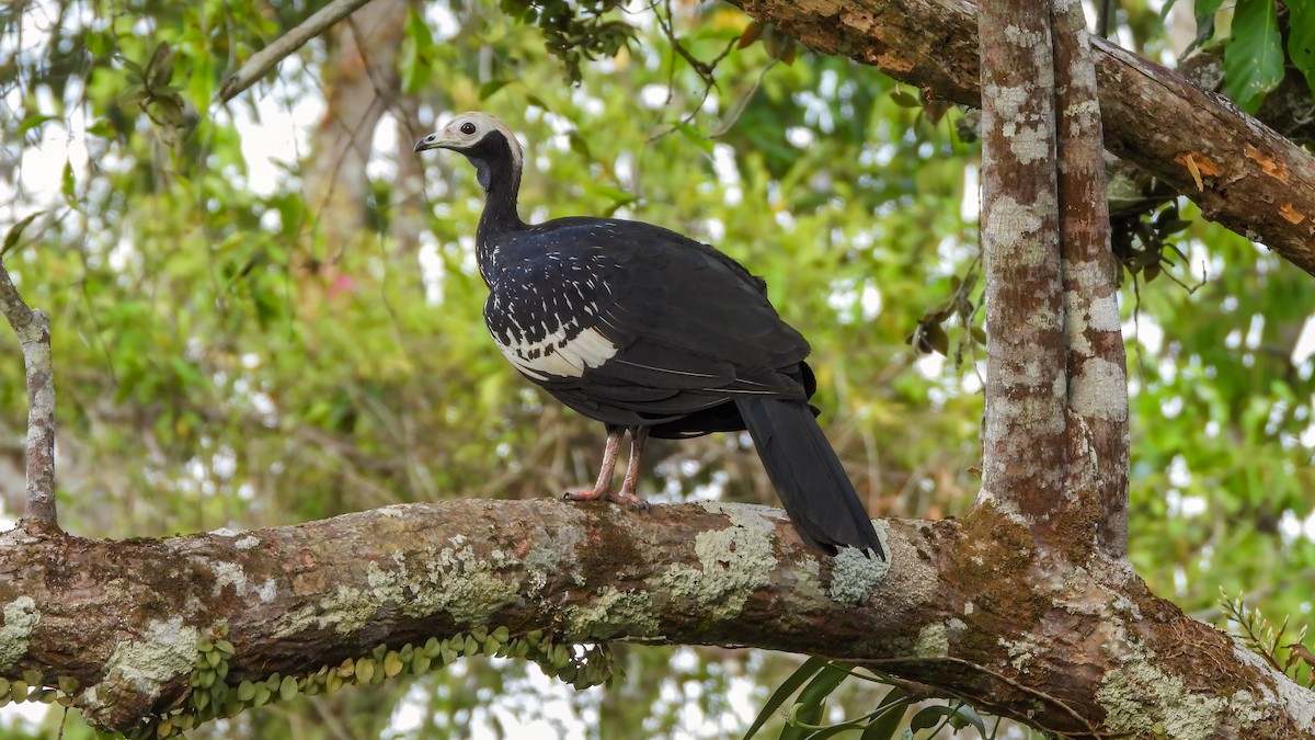 Blue-throated Piping-Guan - ML614559390
