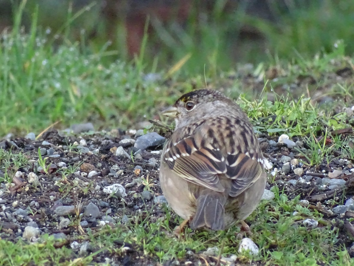 Golden-crowned Sparrow - ML614559615