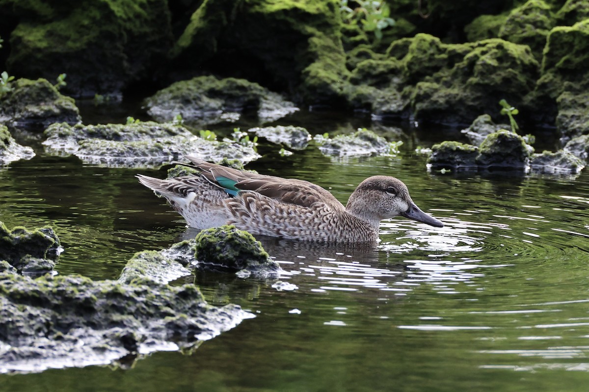 Green-winged Teal - ML614559631