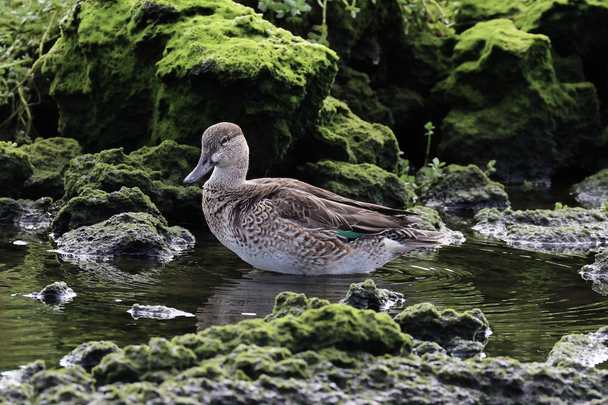 Green-winged Teal - ML614559632