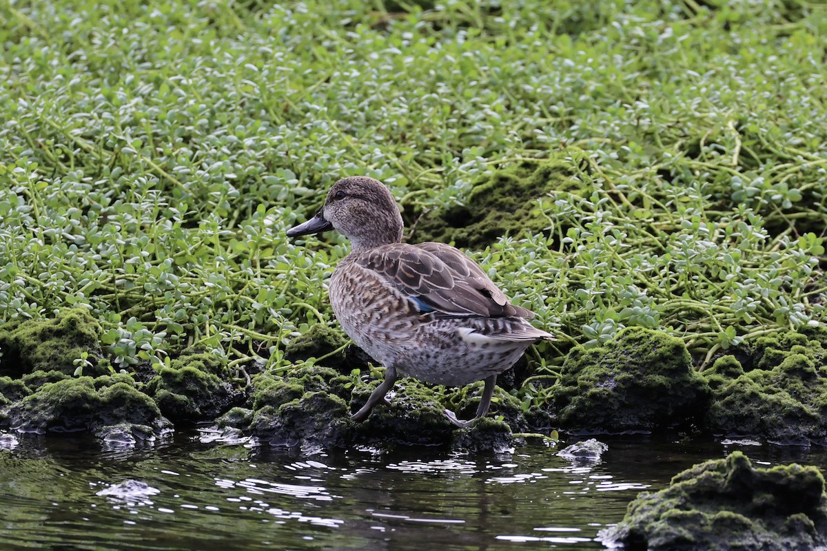 Green-winged Teal - ML614559635