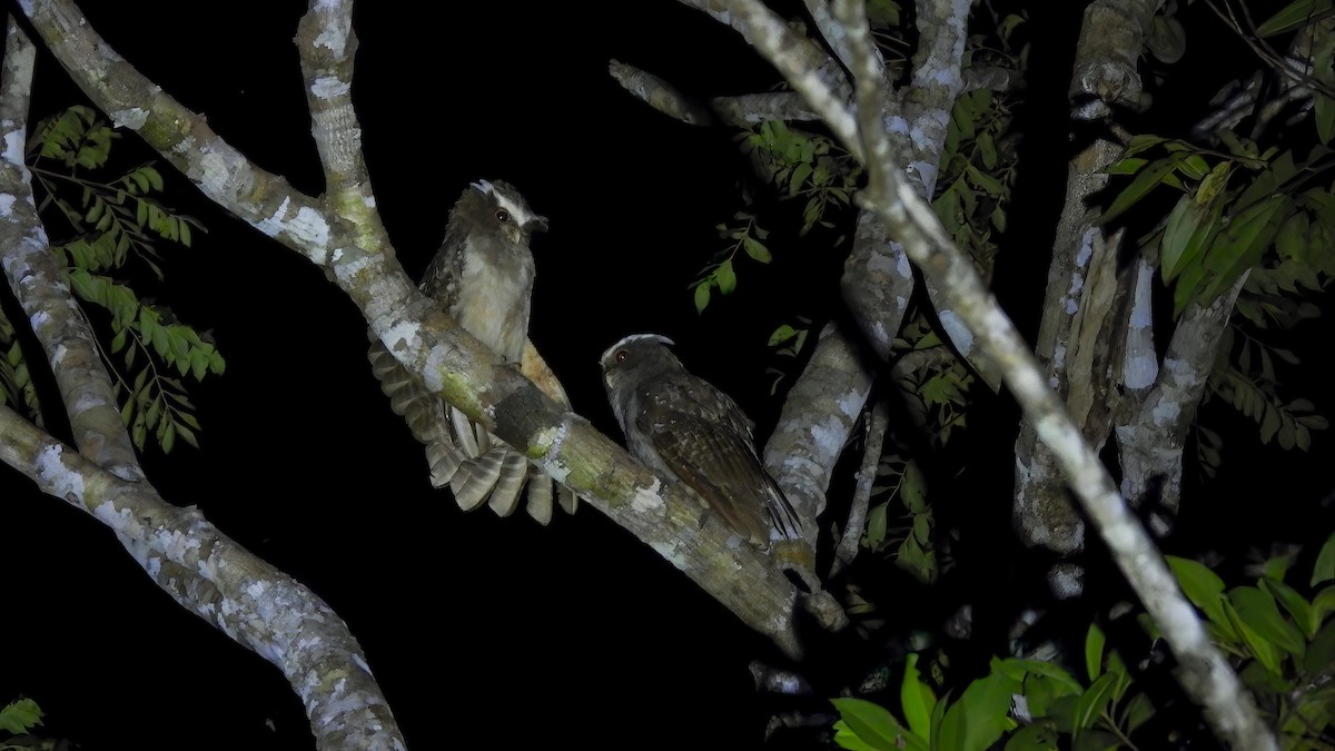 Crested Owl - Jorge Muñoz García   CAQUETA BIRDING
