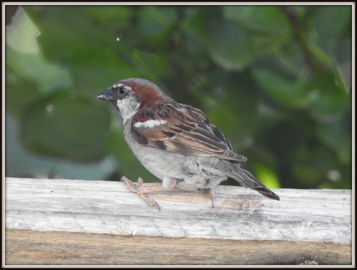House Sparrow - ML614559990