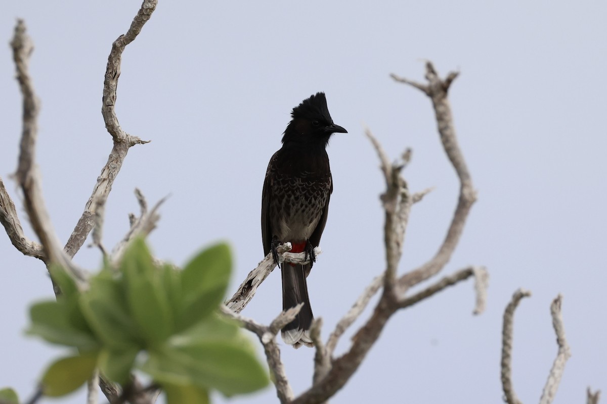Red-vented Bulbul - ML614560027