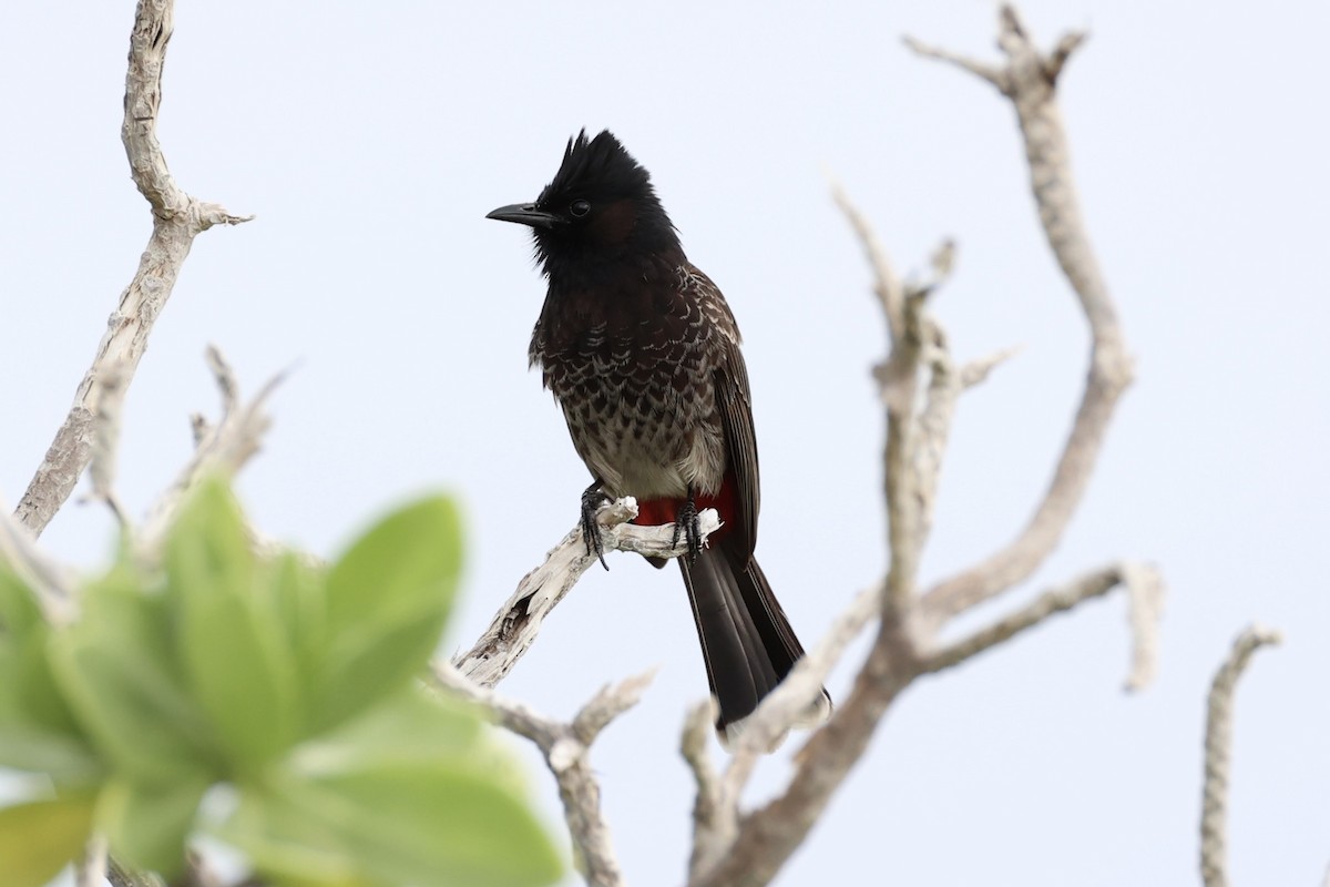 Red-vented Bulbul - ML614560029
