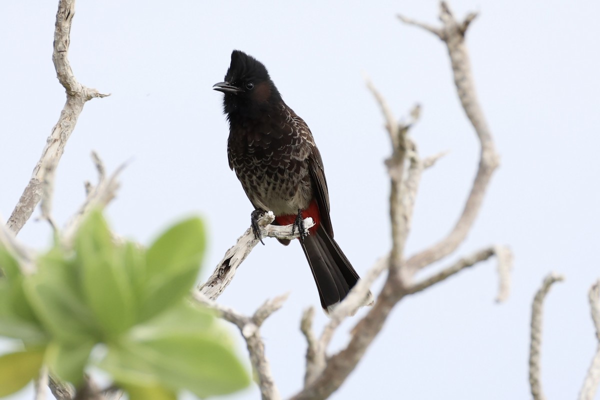 Red-vented Bulbul - ML614560030