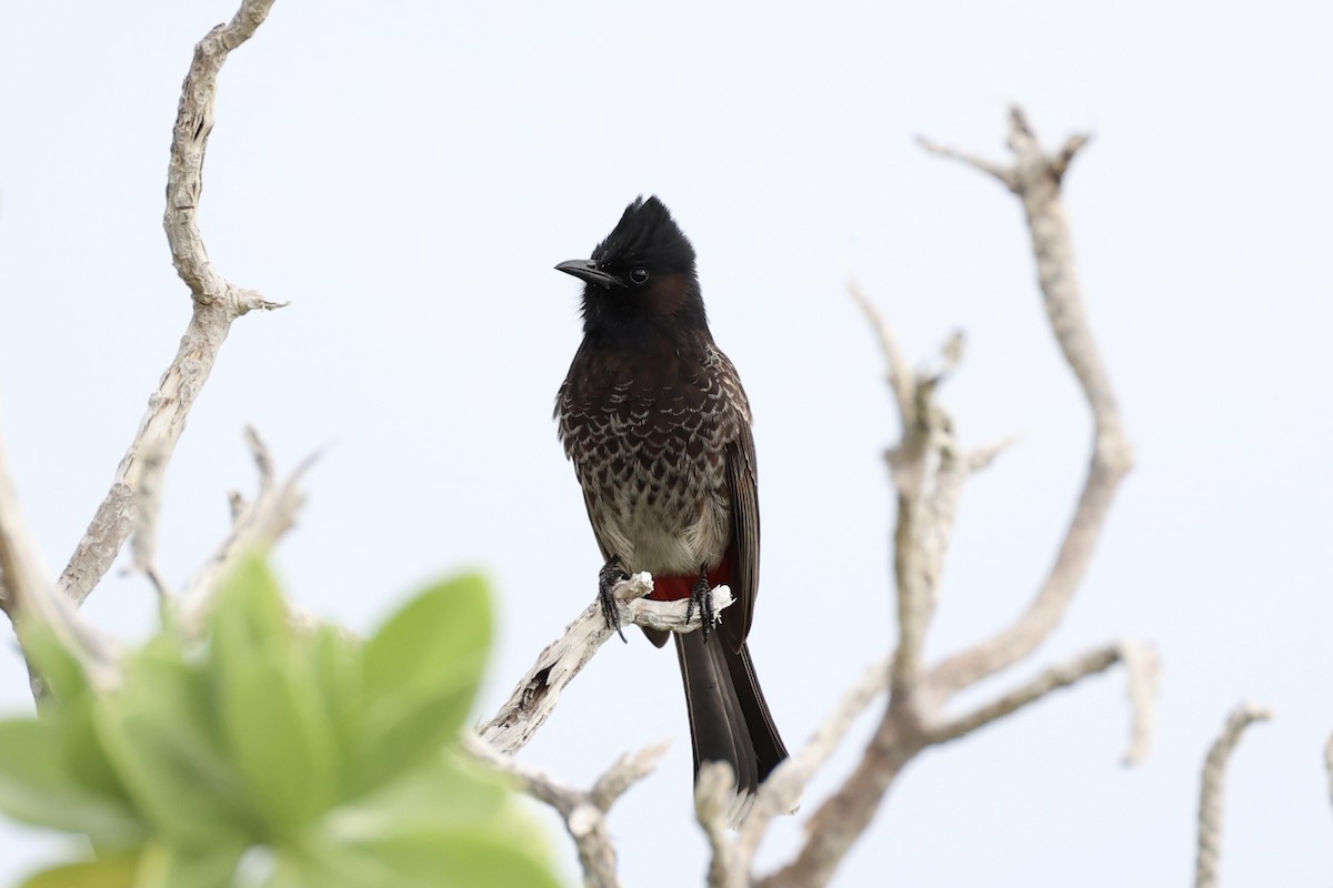 Red-vented Bulbul - ML614560031