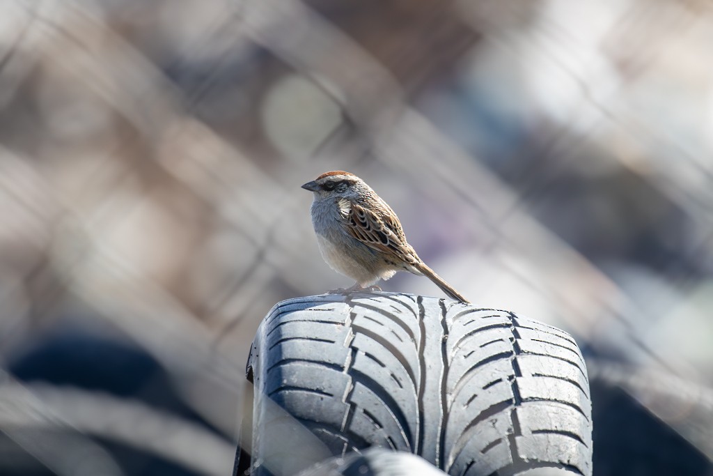 Striped Sparrow - Joachim Teunen