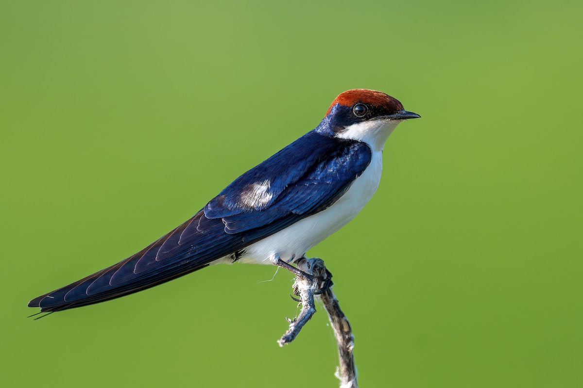 Wire-tailed Swallow - Saswat Mishra