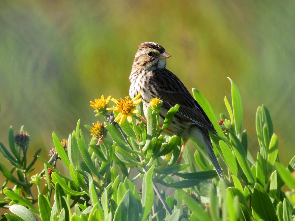 Savannah Sparrow - ML614560283