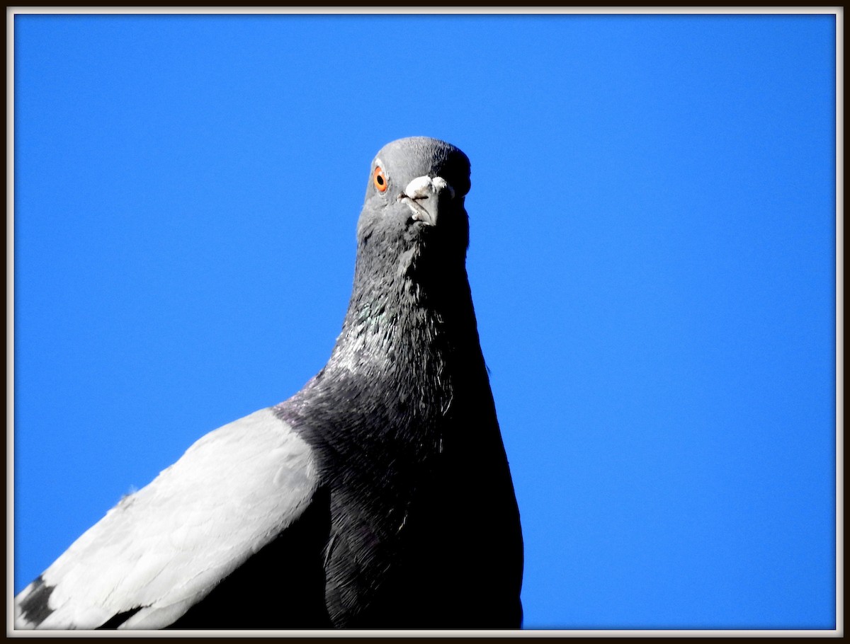 Rock Pigeon (Feral Pigeon) - ML614560621