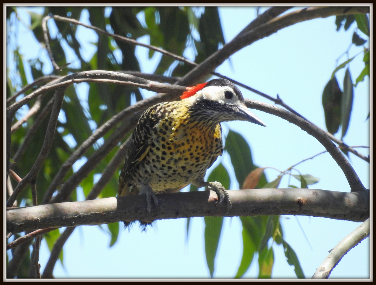 Green-barred Woodpecker - ML614560647