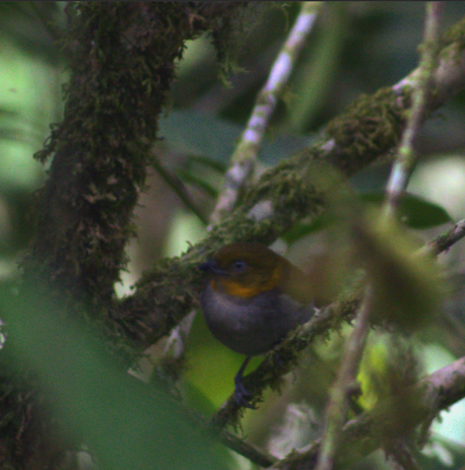Yellow-throated Chlorospingus - Salvador Chicchon