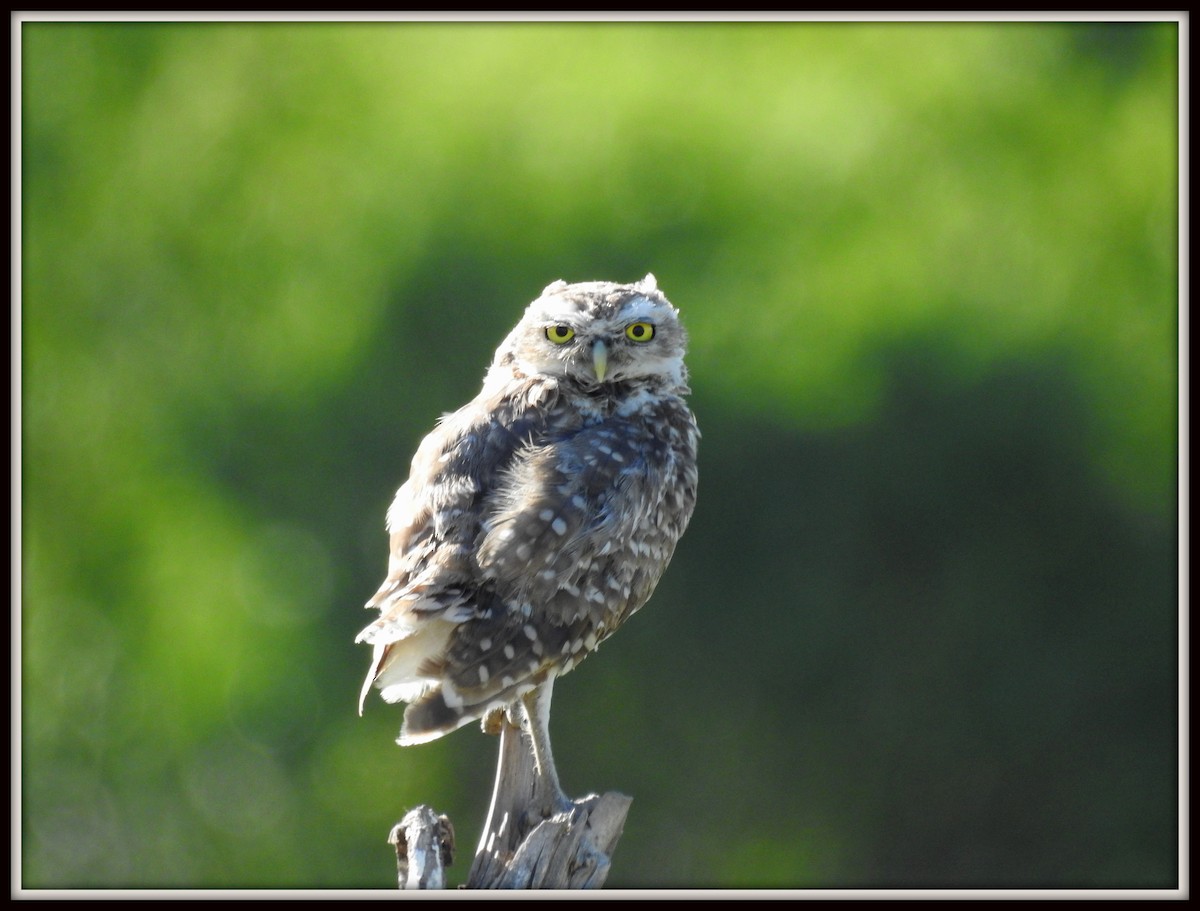 Burrowing Owl - ML614560789