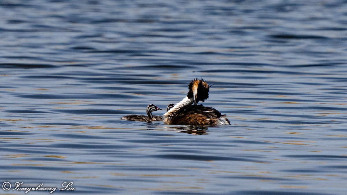 Great Crested Grebe - ML614560934
