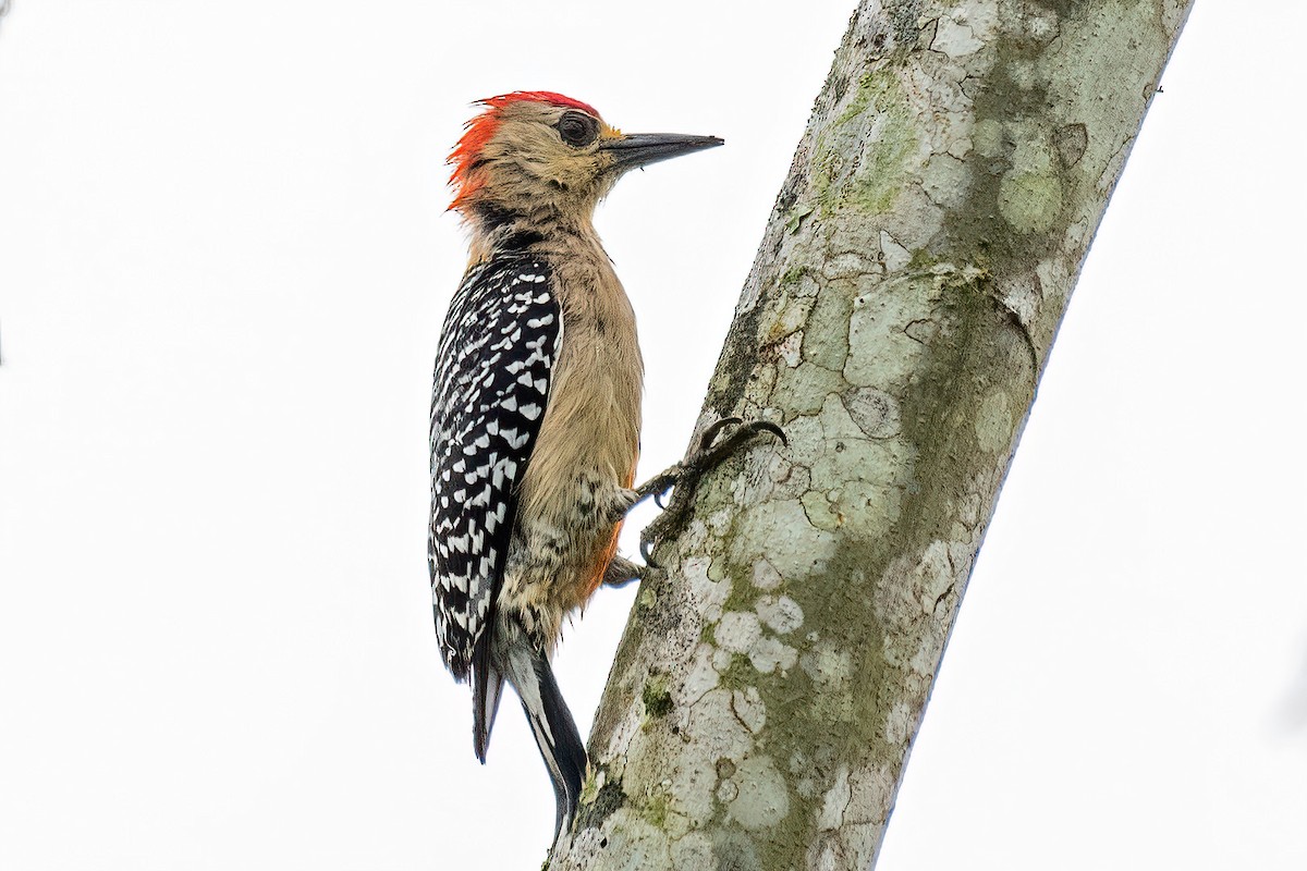 Red-crowned Woodpecker - ML614560974