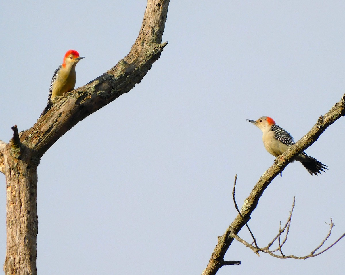 Red-bellied Woodpecker - Lee Gray